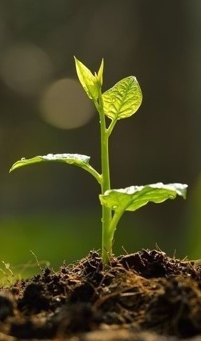 home-green-down-arrow